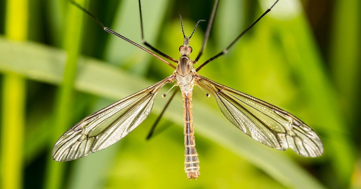 insecten op kamerplanten - langpoot-mug