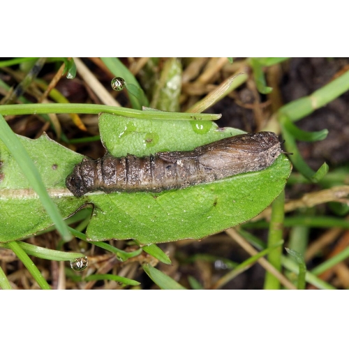 Korting aaltjes - aaltjes_tegen_emelten_-_steinernema_carpocapsae