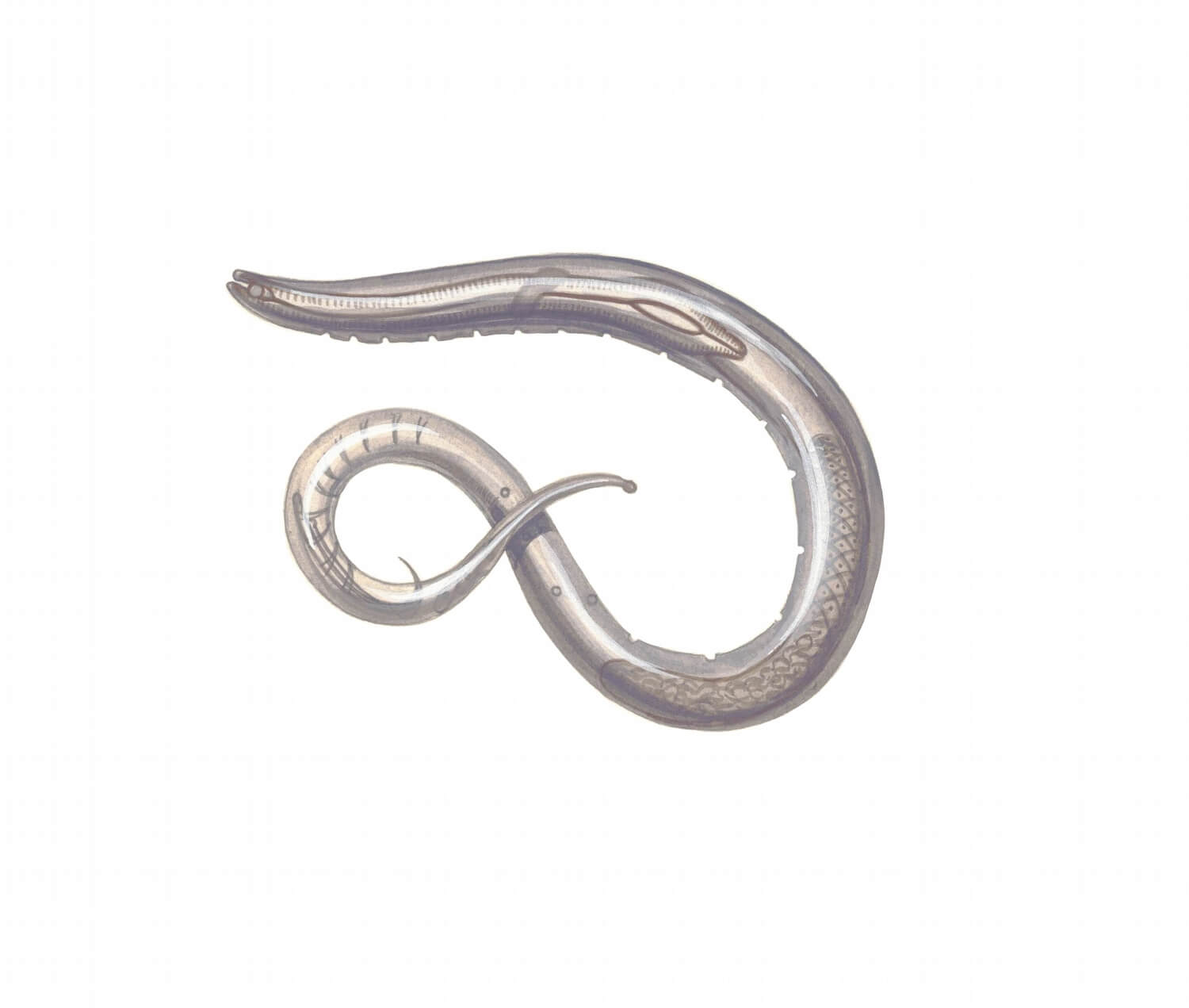 Kun je te veel aaltjes geven? - een-aaltje-nematoden