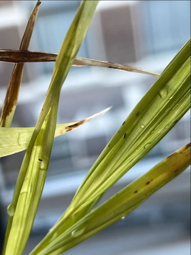 Langwerpige zwarte beestjes op plant - trips