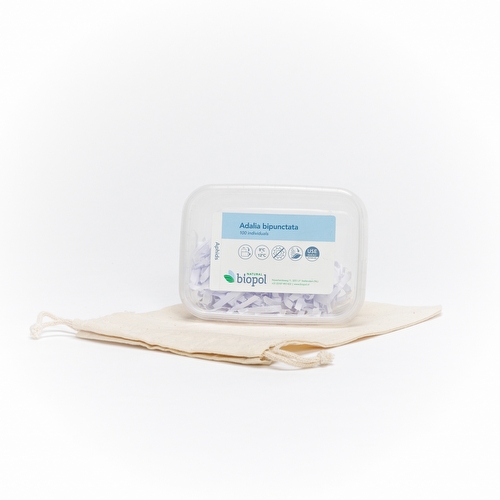 lieveheersbeetjes kopen  - adalia_bipunctata_-_lieveheersbeestje