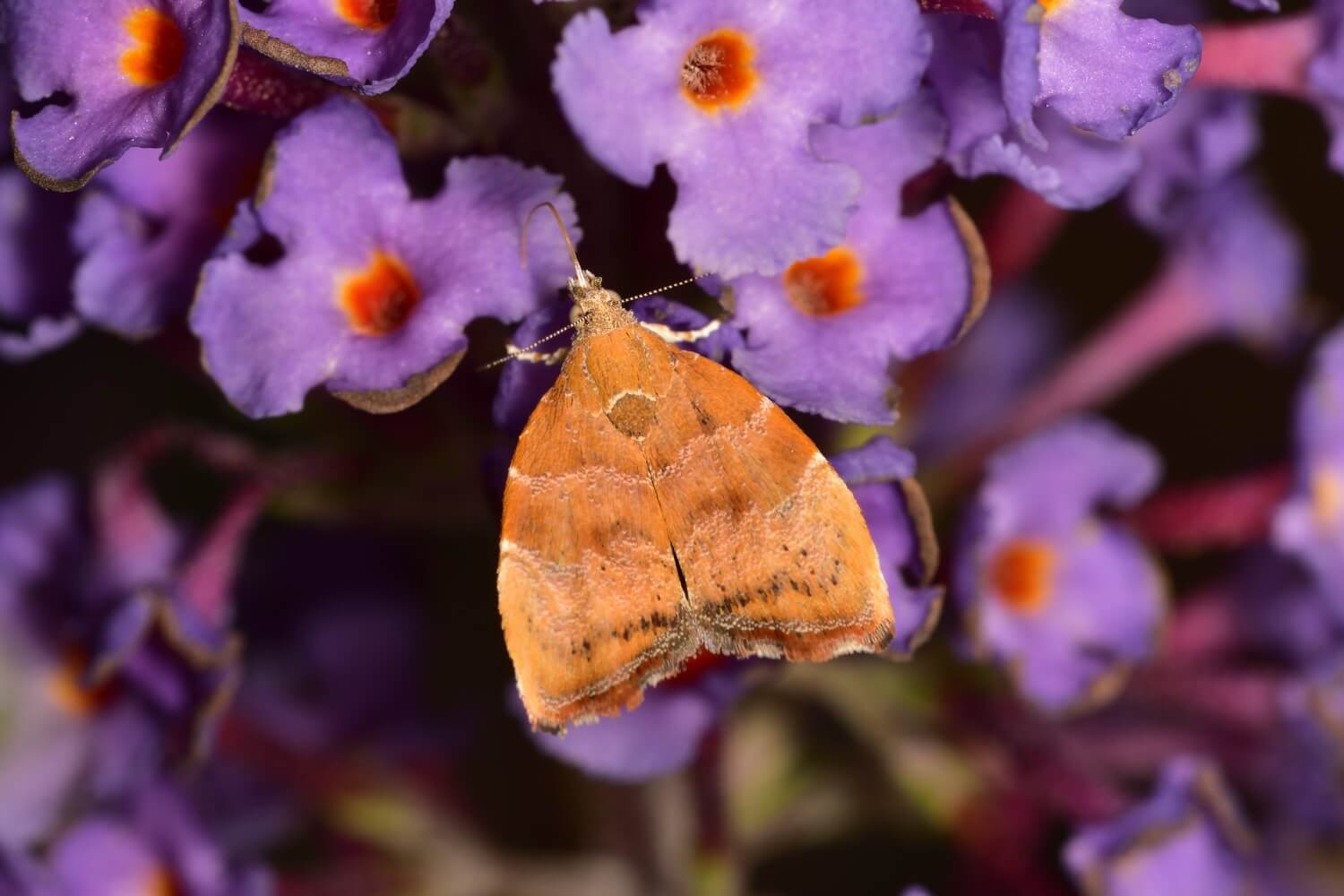 natuurlijke bestrijding processierups aaltjes - Vijgenskeletteermot