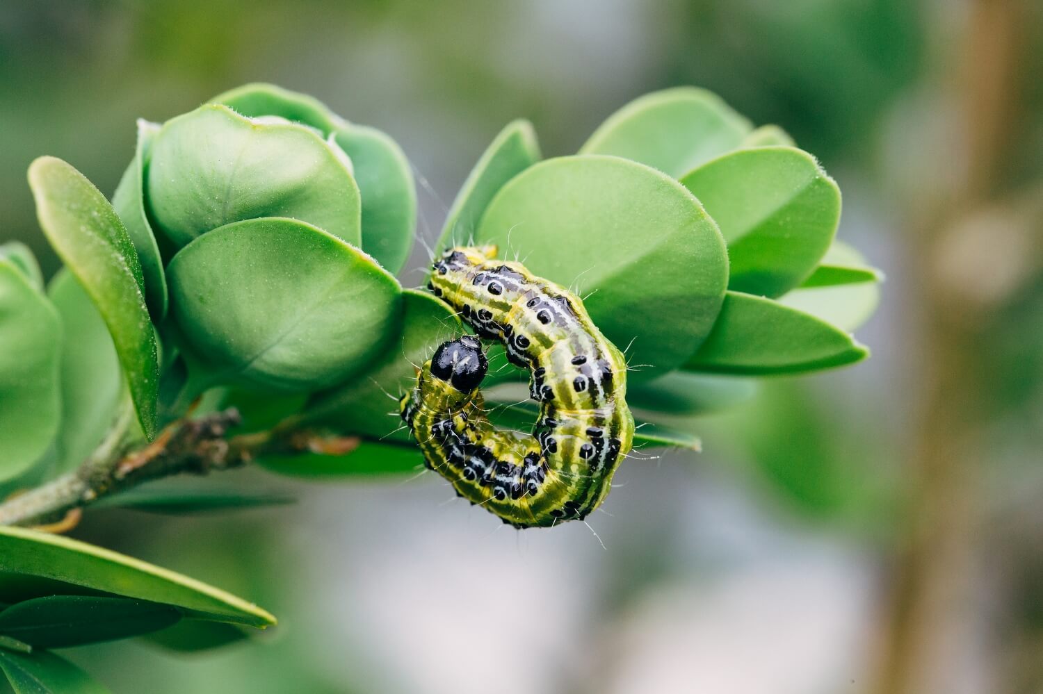 natuurlijke bestrijding processierups aaltjes - buxusmot-bestrijden-aaltjes
