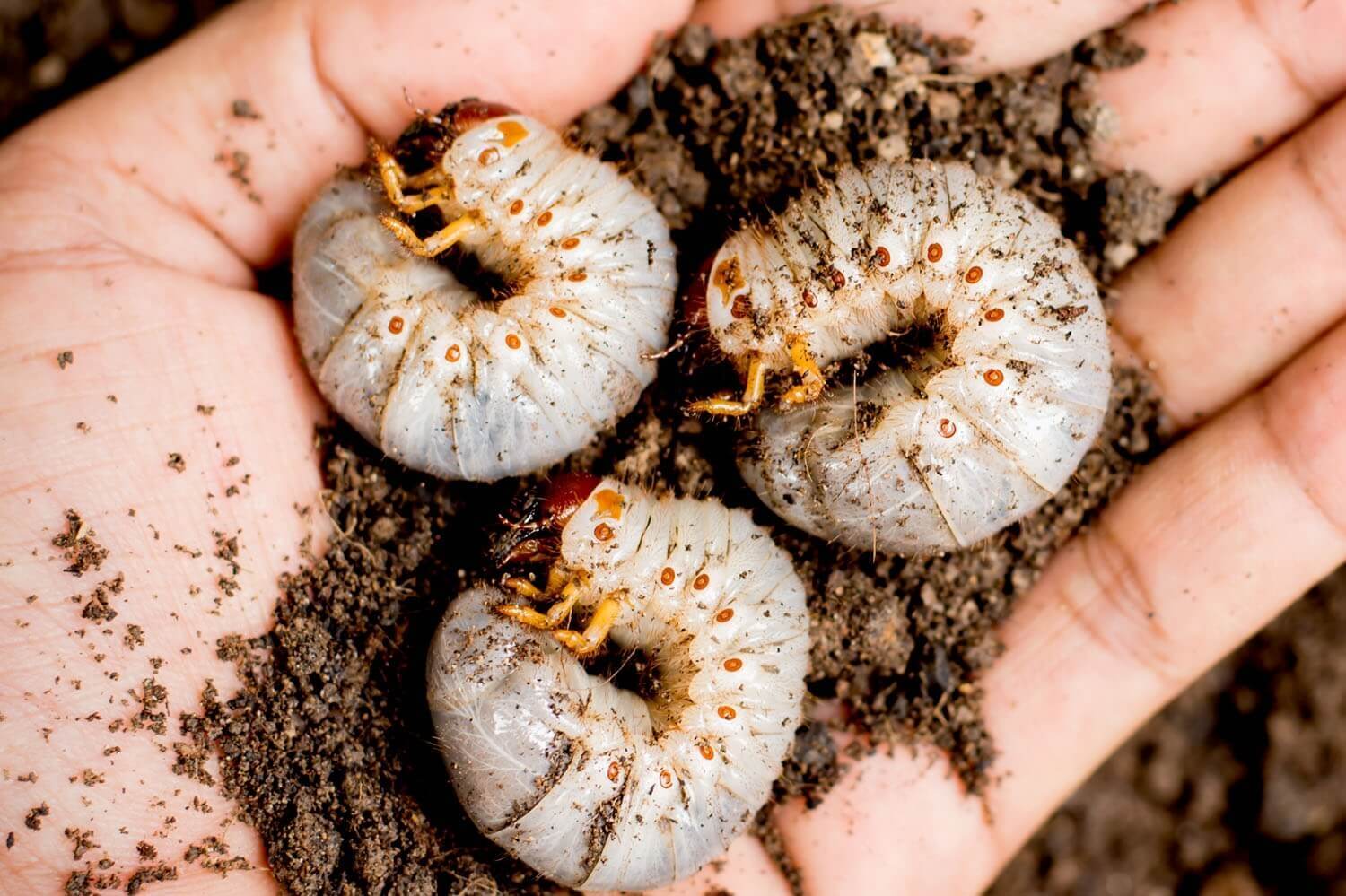 Natuurlijke vijanden van insecten in moestuin - aaltjestegenengerlingen