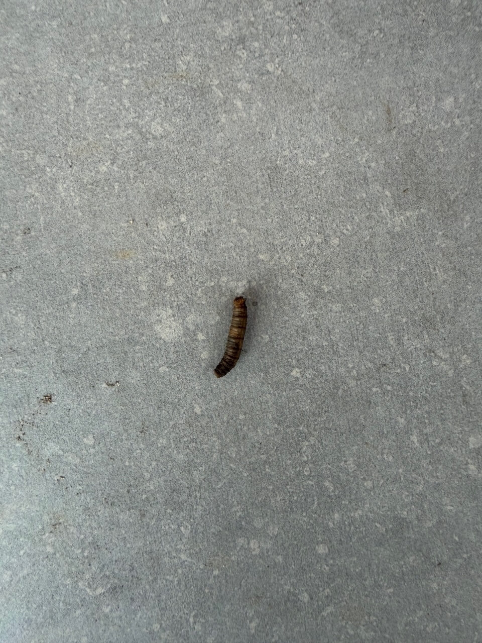 Nematoden kopen - emelt