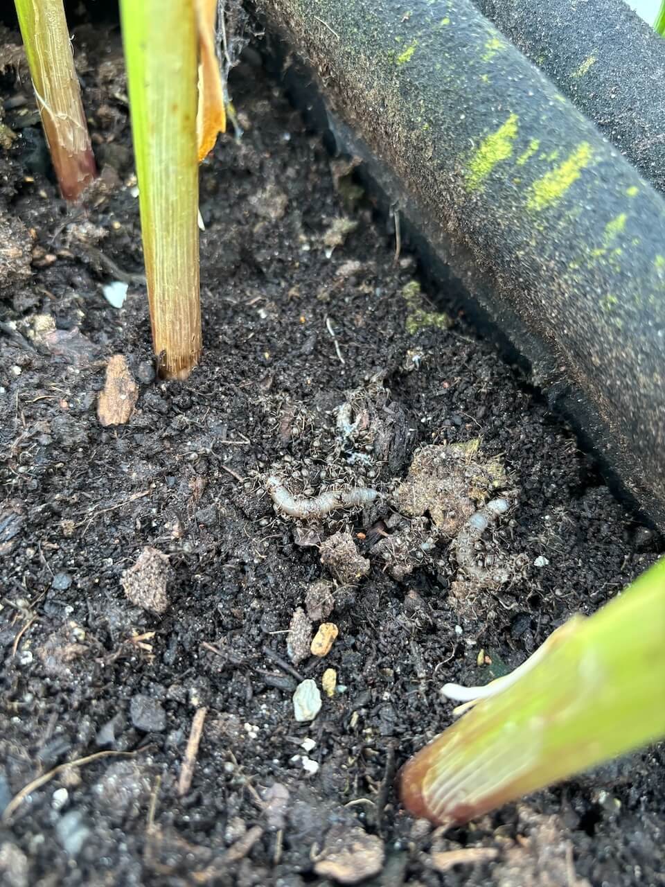 Nematoden tegen naaktslakken kopen - alle_fotos_-_1_van_1_(5)_(1)