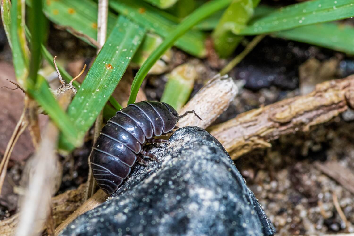 Pissebedden in moestuin - pissebedden-natuurlijk-bestrijden