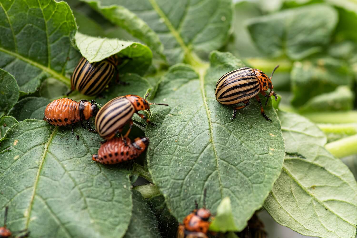Plagen in de moestuin biologisch bestrijden - coloradokever-aaltjes