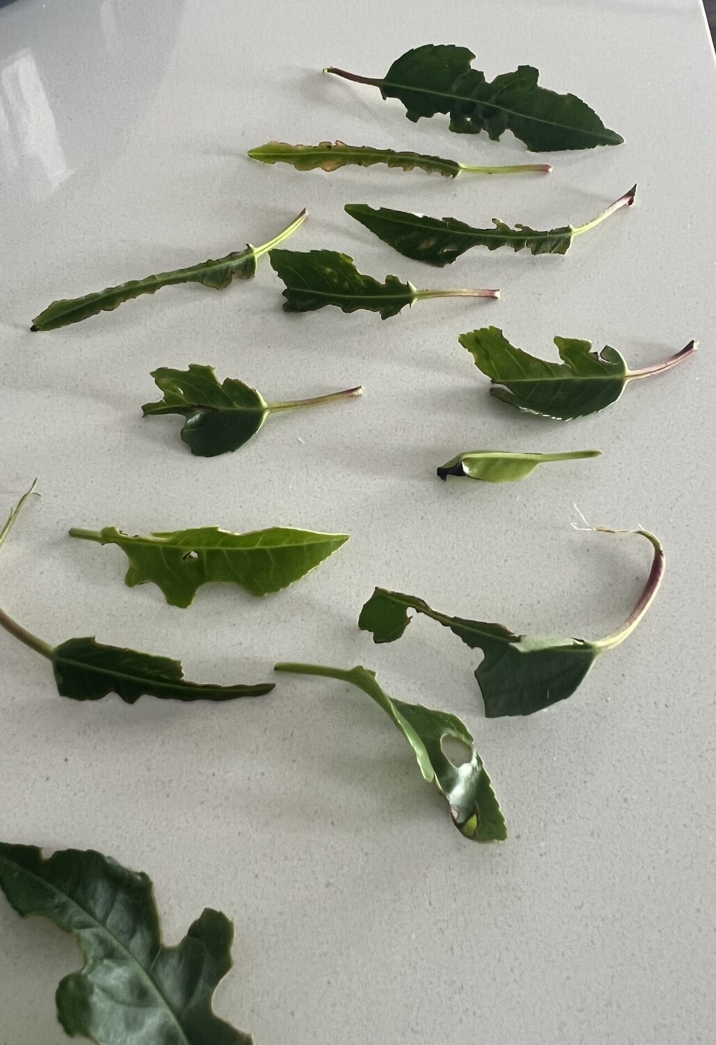 Schade Portugese laurier - schade-taxuskever-aaltjes