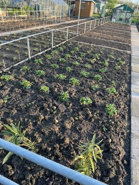 Slakken aaltjes van natuurlijk aaltjes - moestuin-aaltjes