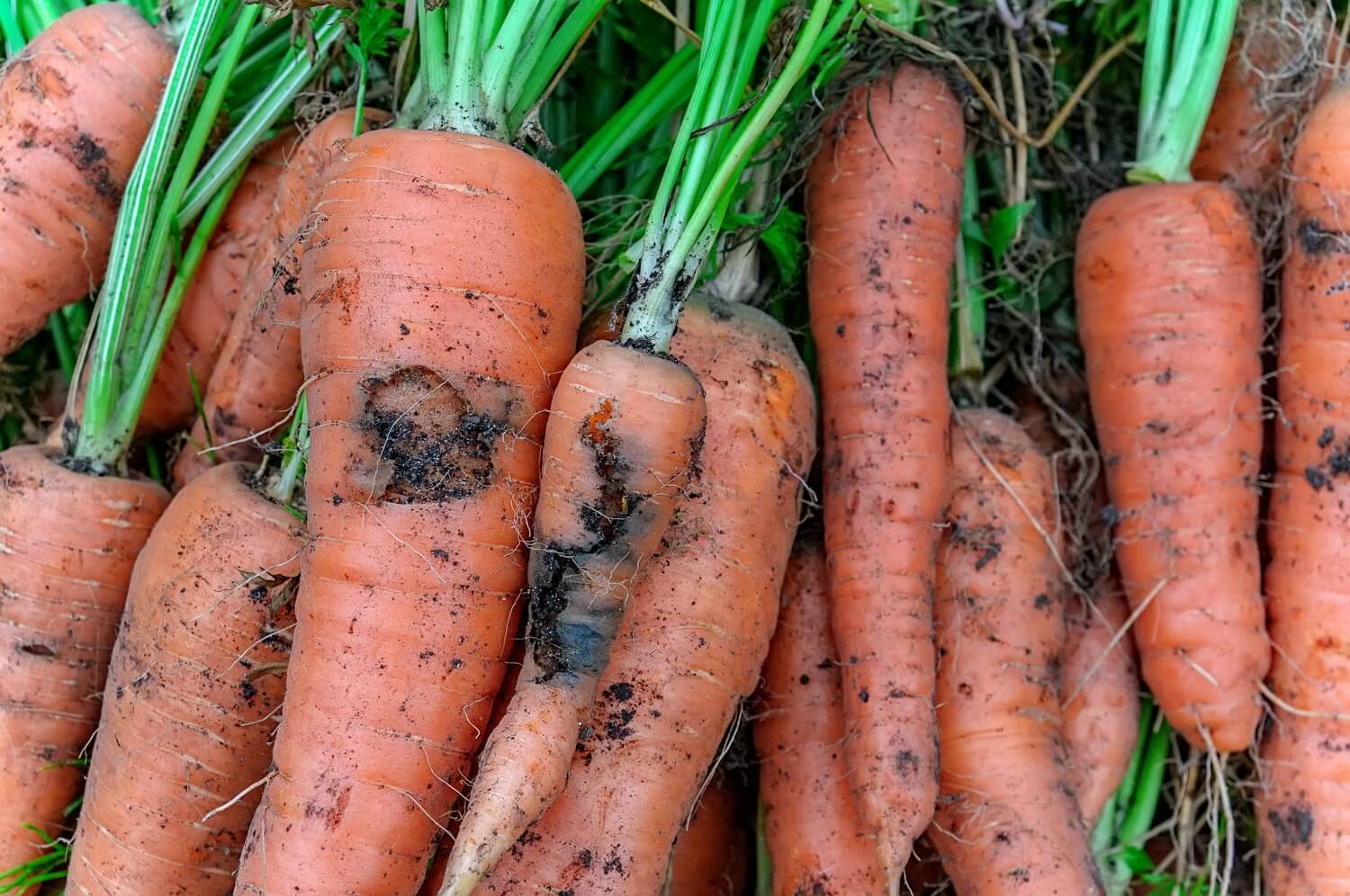 Slakken aaltjes van natuurlijk aaltjes - schade-wortelvlieg
