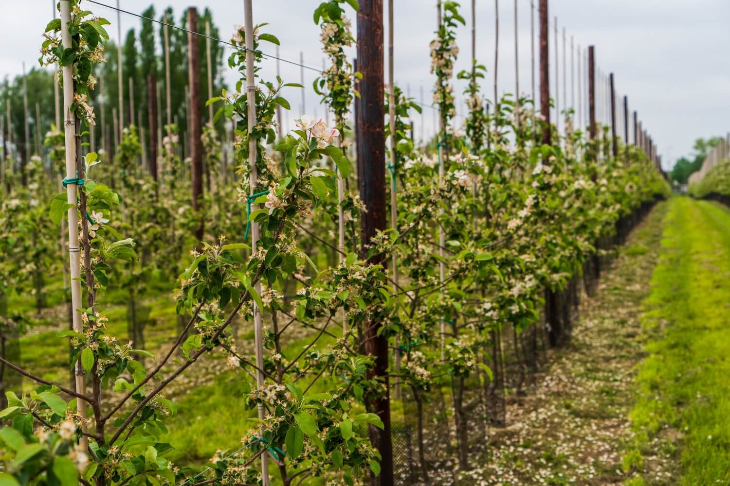 spinselmot bestrijden appelboom - aaltjes-in-kwekerij-gebruiken