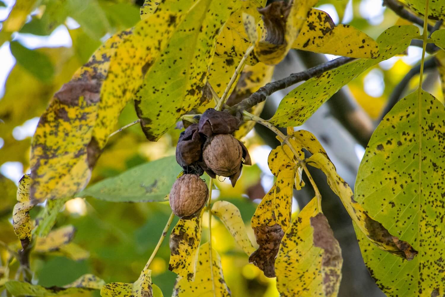 Steinernema carpocapsae aaltjes kopen - shutterstock_2560535795