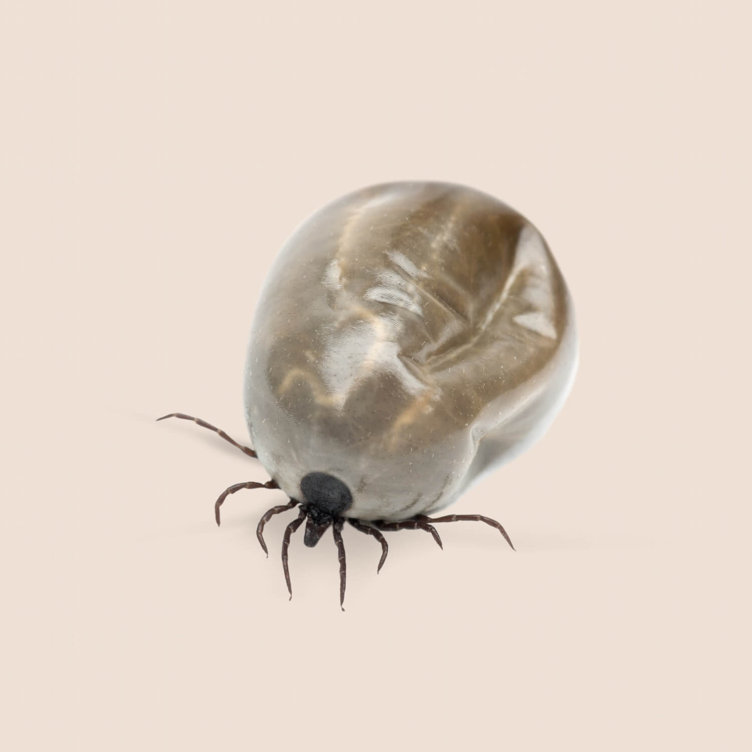 Steinernema carpocapsae aaltjes kopen - shutterstock_2590634381