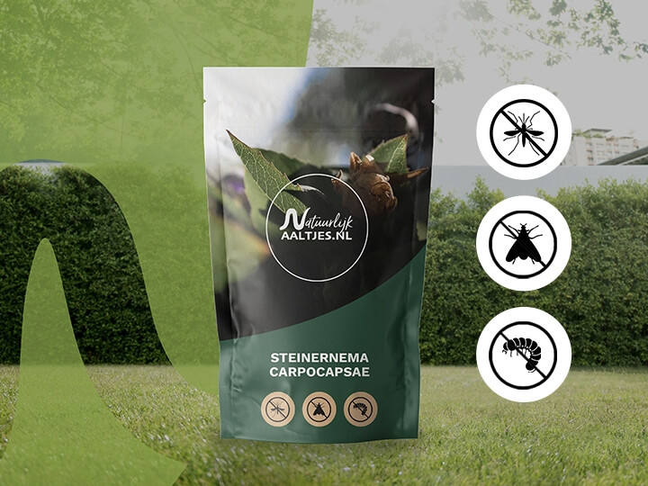 Steinernema carpocapsae aaltjes kopen - steinernema_carpocapsae(1)