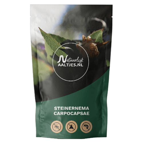 Steinernema carpocapsae aaltjes kopen - steinernema_carpocapsae