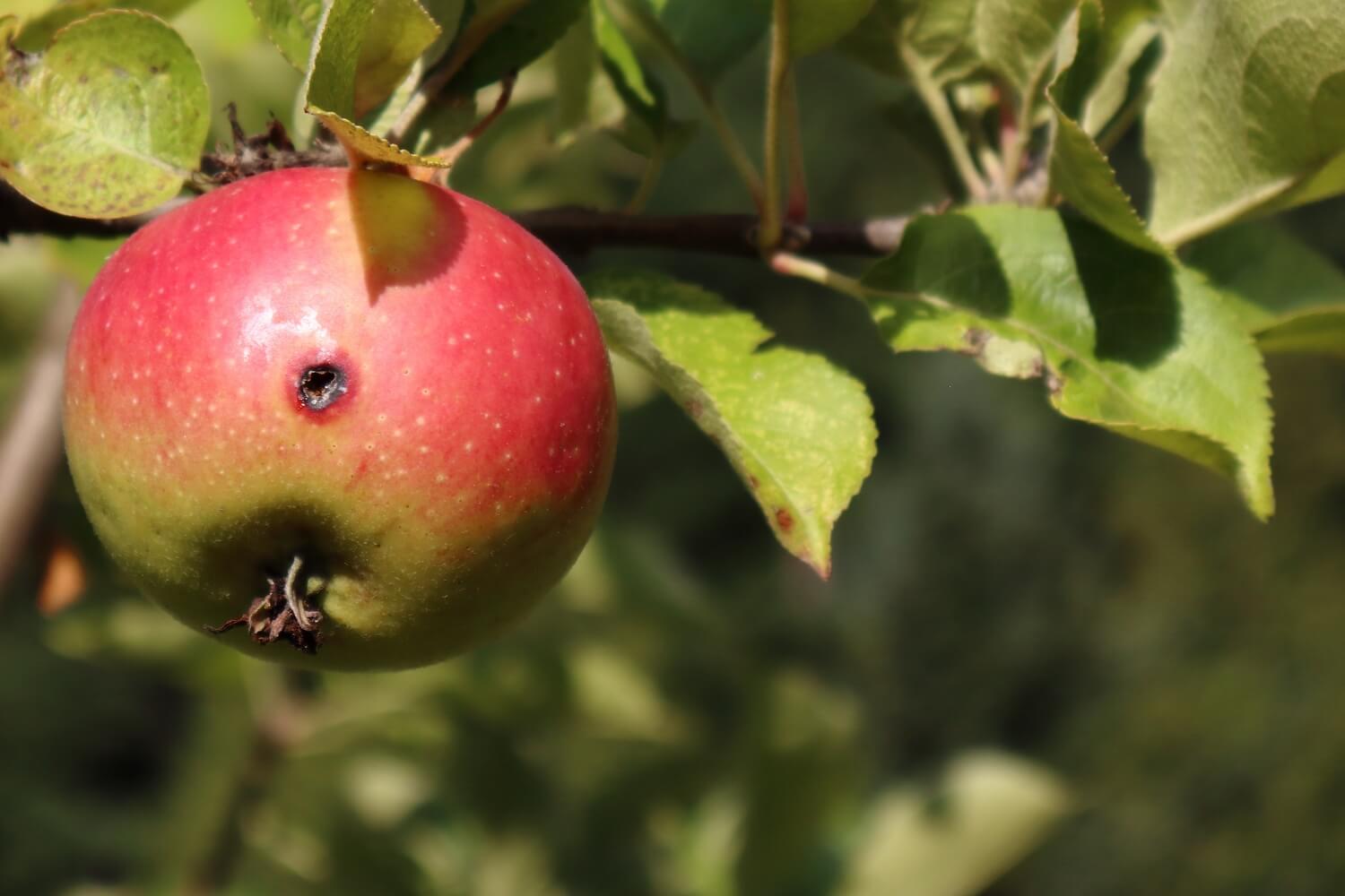 Steinernema feltiae aaltjes bestellen tegen mieren - fruitmot-bestrijden-met-aaltjes