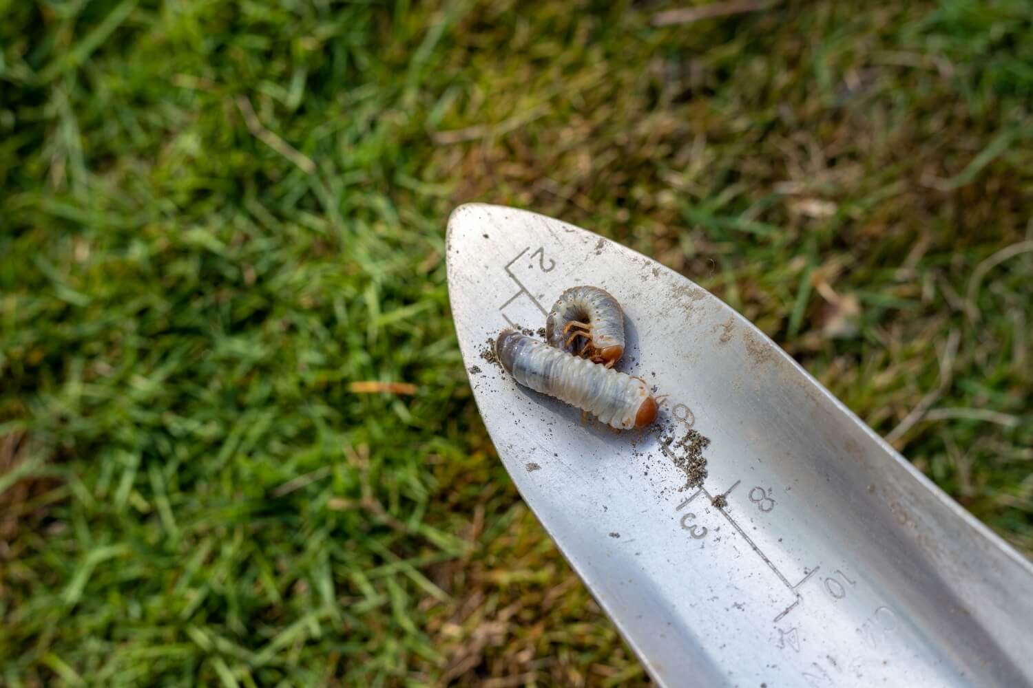 Steinernema feltiae aaltjes bestellen tegen mieren - shutterstock_2403378359