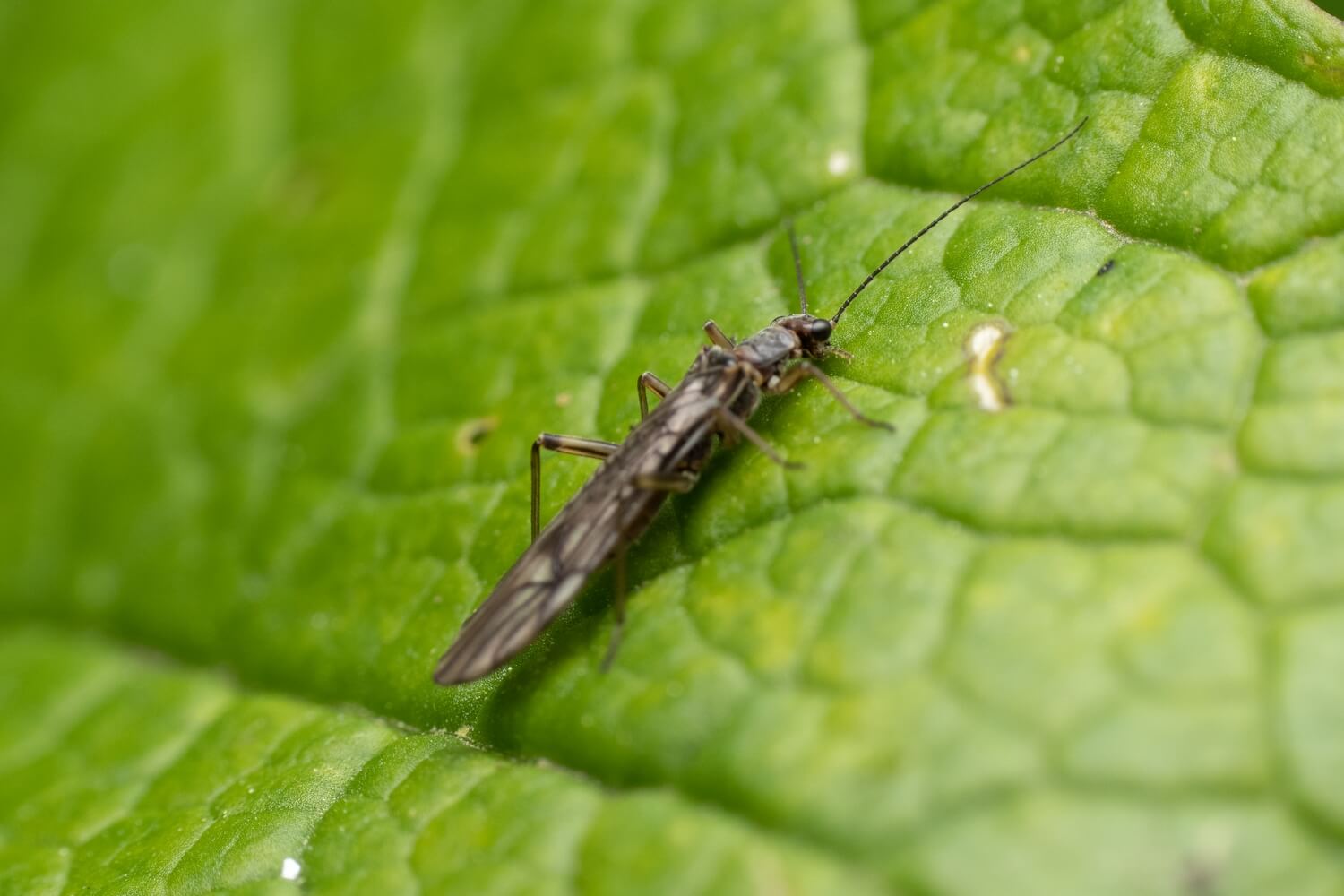 Steinernema feltiae aaltjes bestellen tegen mieren - trips-op-plant