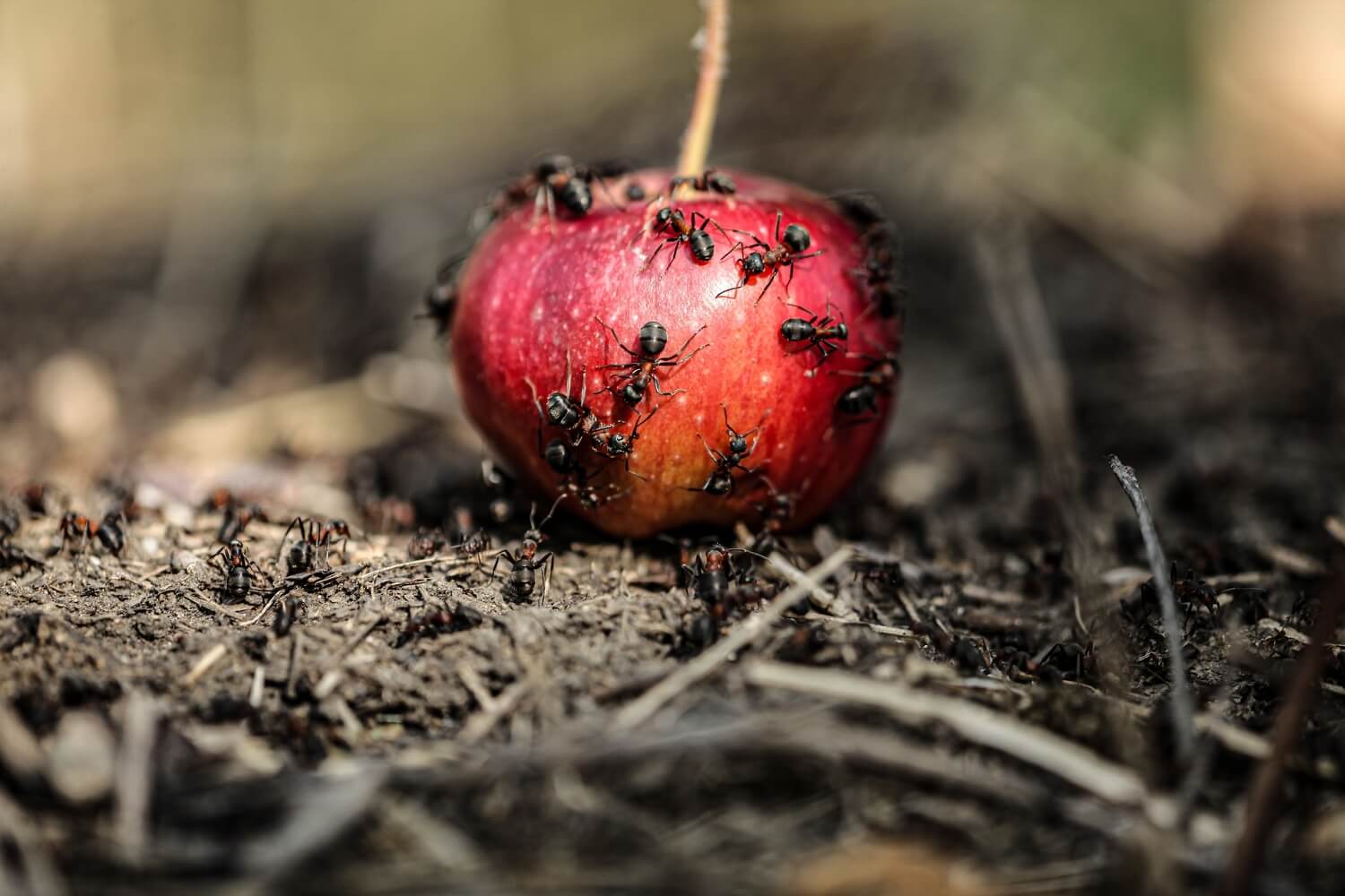 Tomatenmineermot rups biologisch bestrijden - shutterstock_2365651507