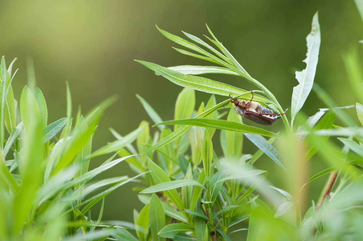 Wanneer aaltjes gebruiken tegen engerlingen? - shutterstock_2414157895