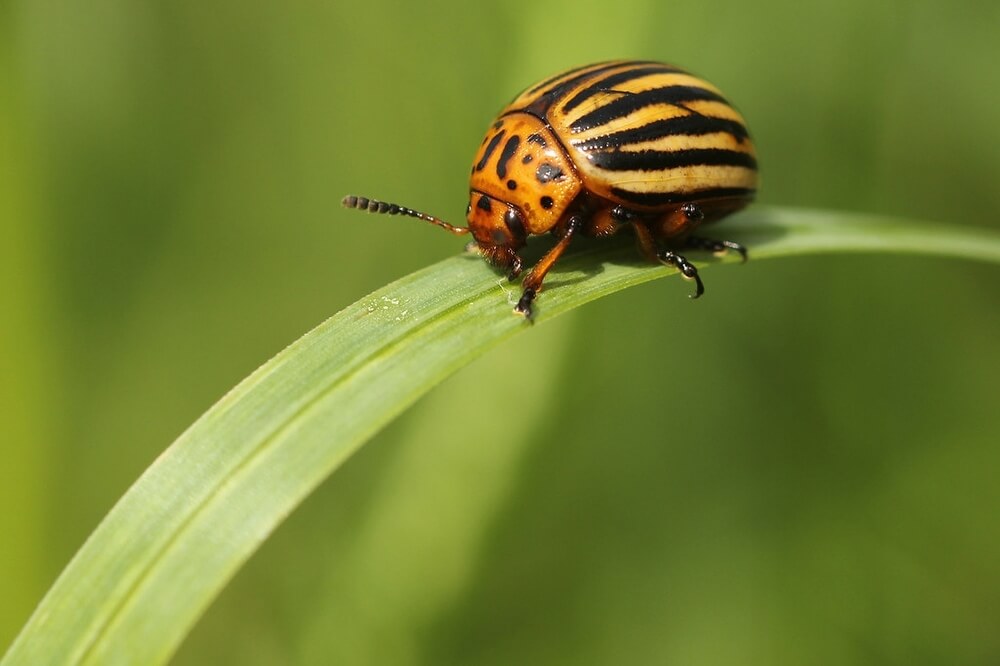 Wat eet de wortels van mijn gras en planten? - coloradokever_2