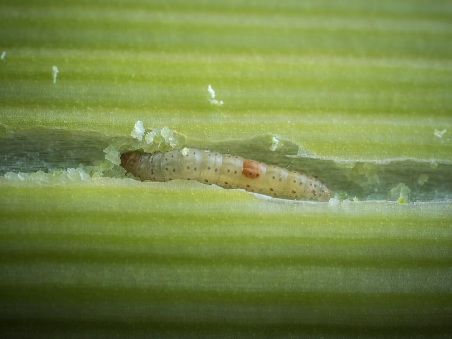 Wat is de biologische bestrijding van vliegen? - uienvlieg-larven-bestrijden-aaltjes