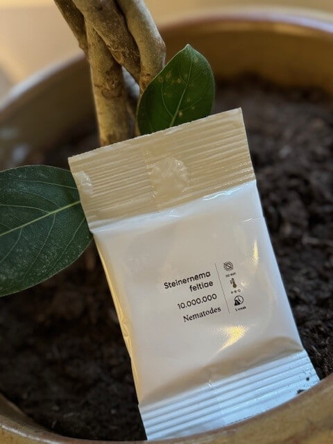 Welke zwarte beestjes op mijn planten? - productfot-feltiae