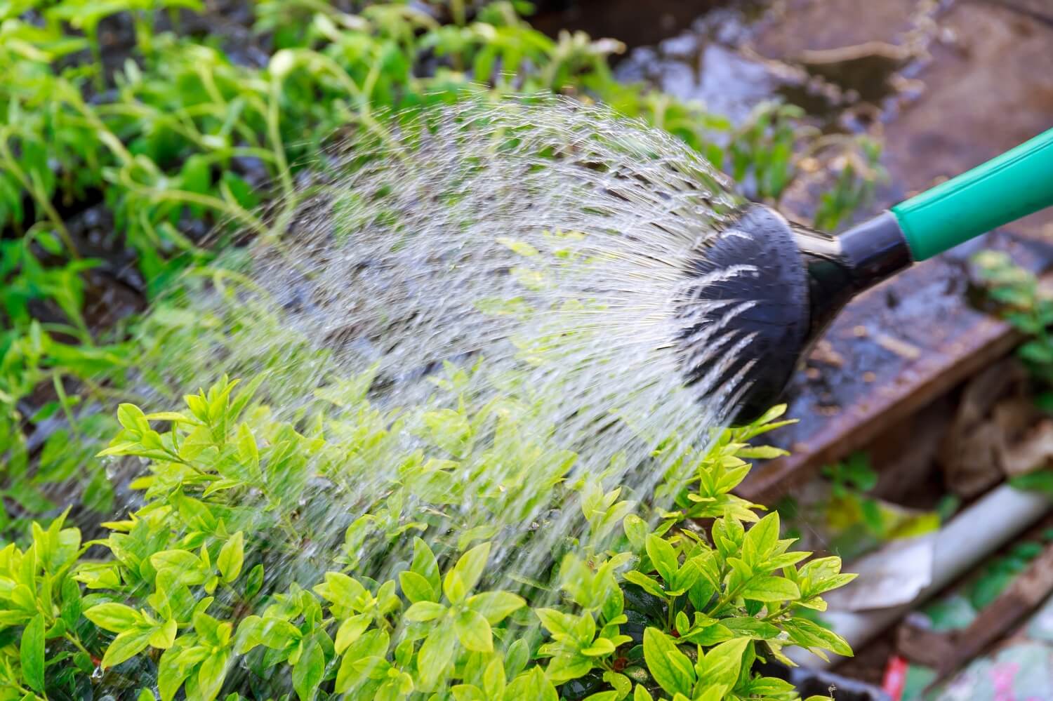 Welke zwarte beestjes op mijn planten? - shutterstock_2121957902(1)