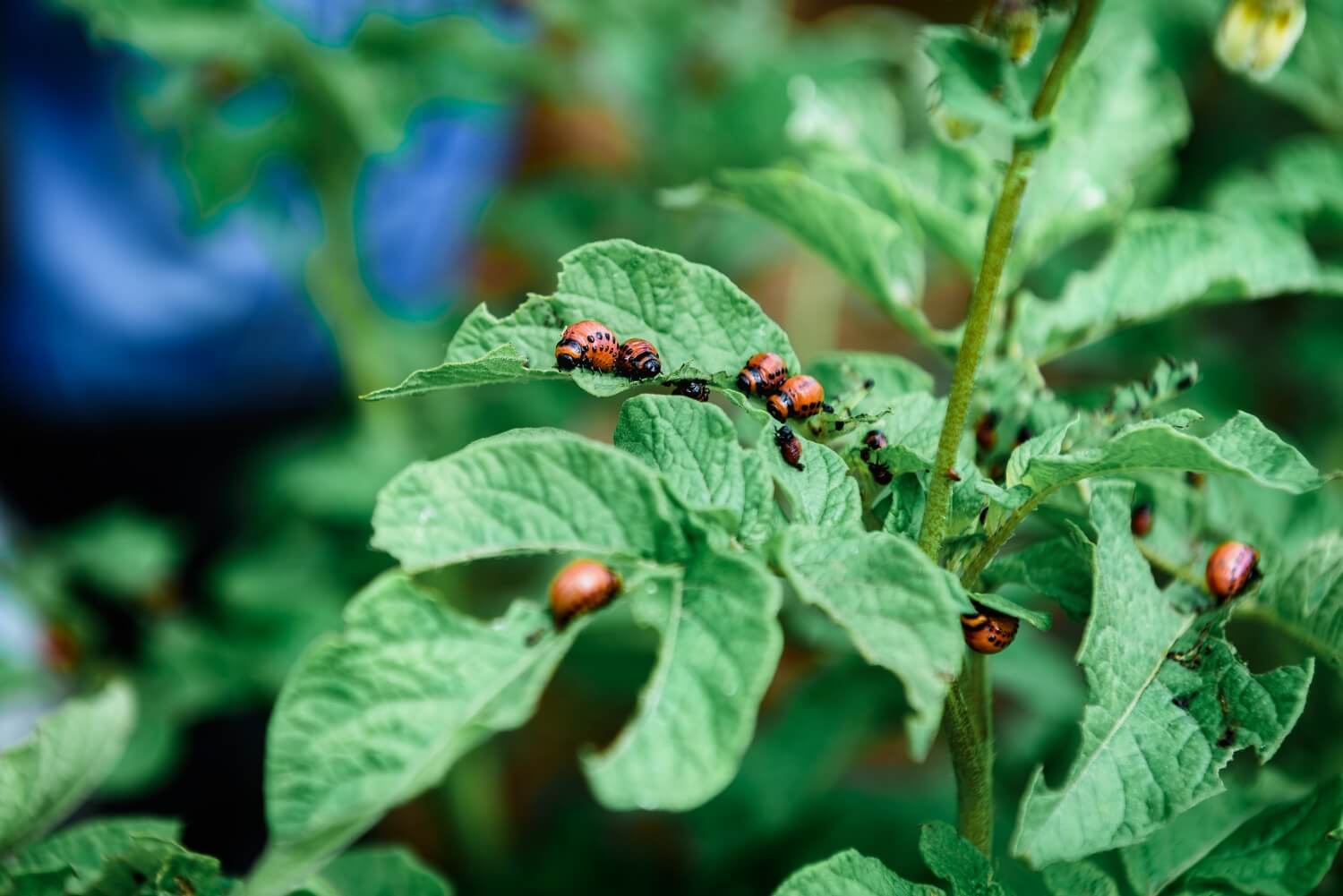 Welke zwarte beestjes op mijn planten? - shutterstock_2474422097