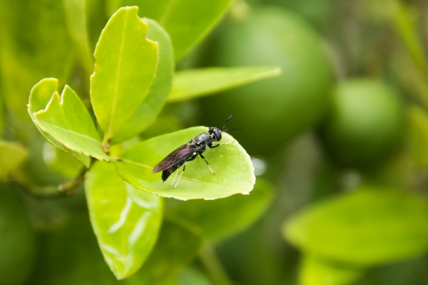 Welke zwarte beestjes op mijn planten? - shutterstock_2507420013