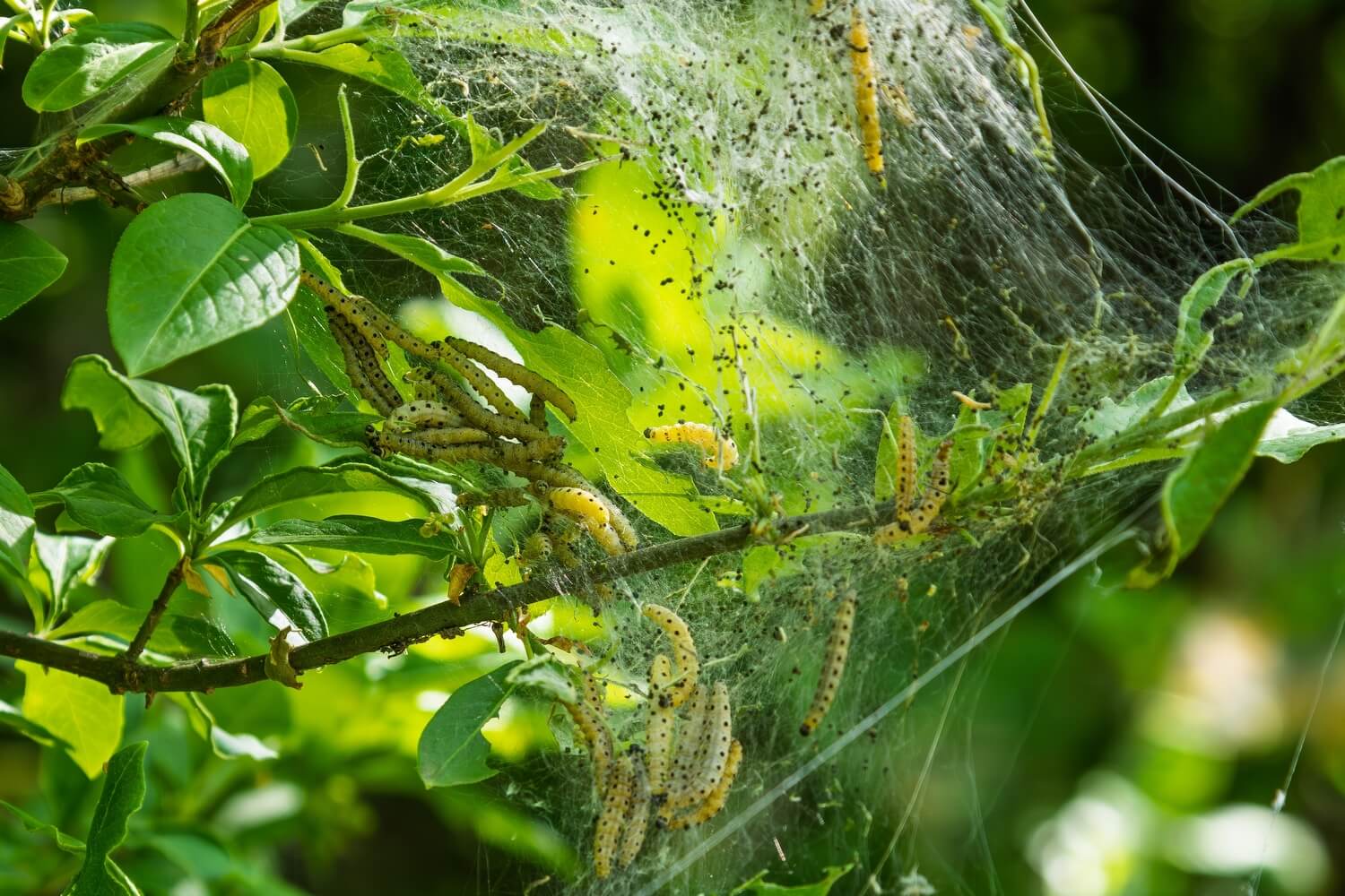 Welke zwarte beestjes op mijn planten? - shutterstock_2544960597
