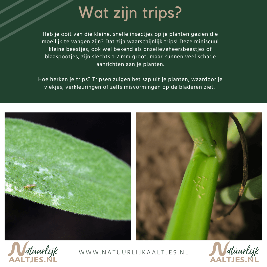 Welke zwarte beestjes op mijn planten? - www