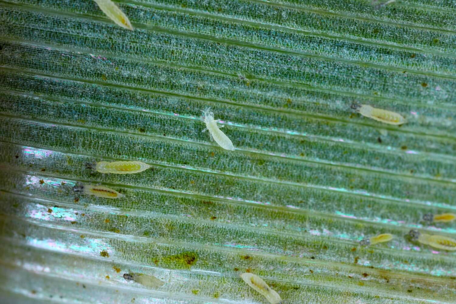 Witte beestje op plant - shutterstock_2177085131