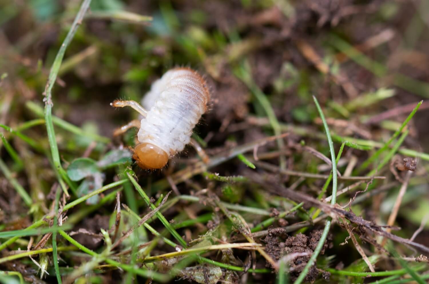 witte rups in de grond - engerlingen-in-gras-gazon-aaltjes-bestrijden