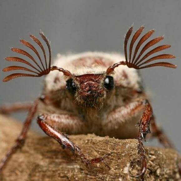 witte rups in de grond - meikever_4