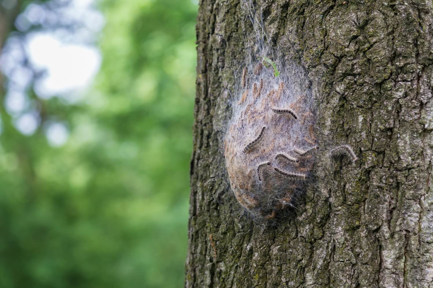 Witte webben boom - natuurlijke-bestrijing-eikeprocessierups-aaltjes