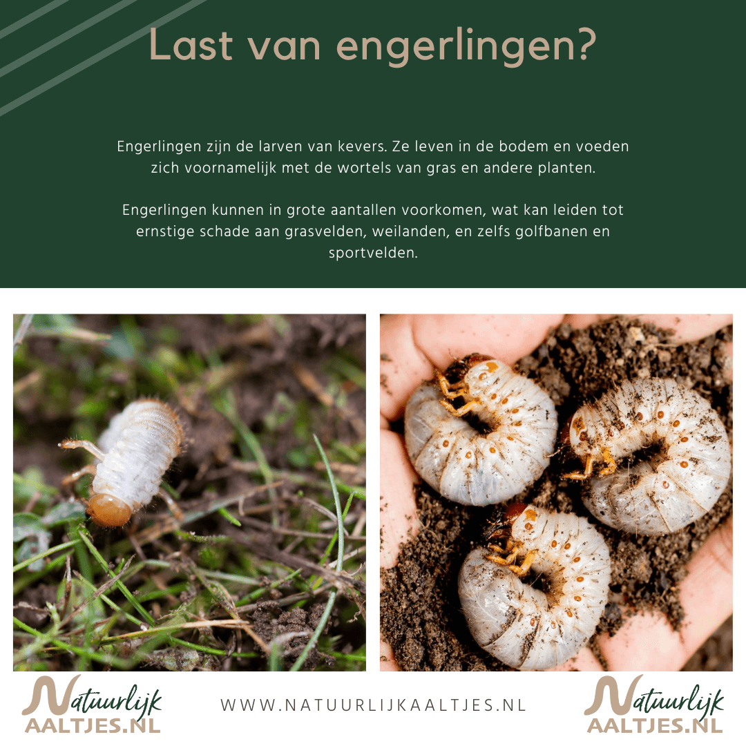 Witte wormpjes in gras - www
