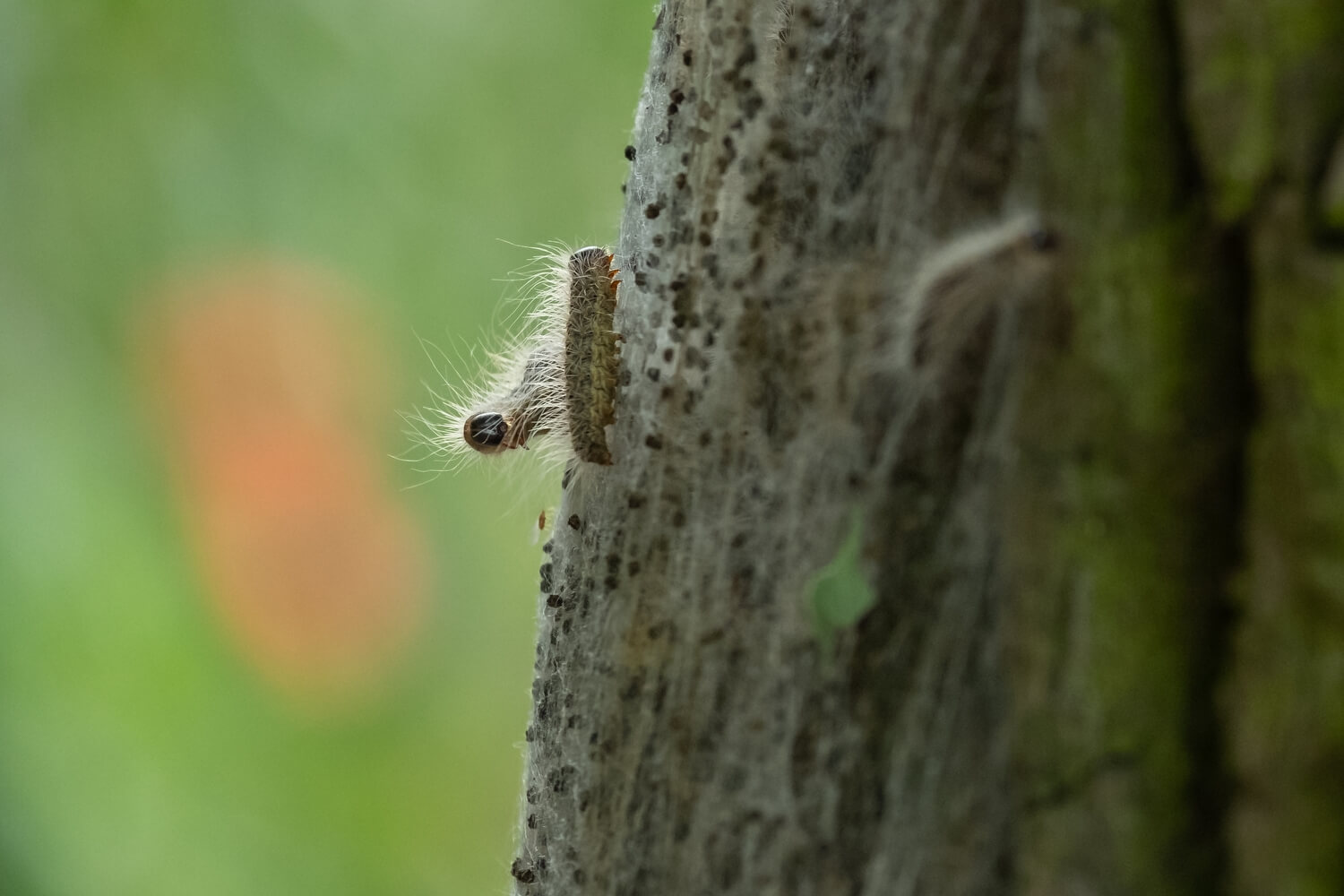 Zelf processierups bestrijden met aaltjes - shutterstock_1743174620
