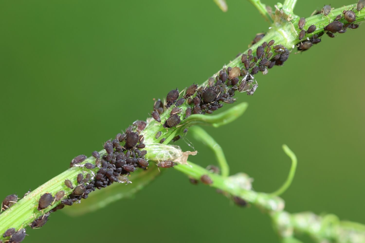 Zwarte beestjes op plant - shutterstock_2604424159