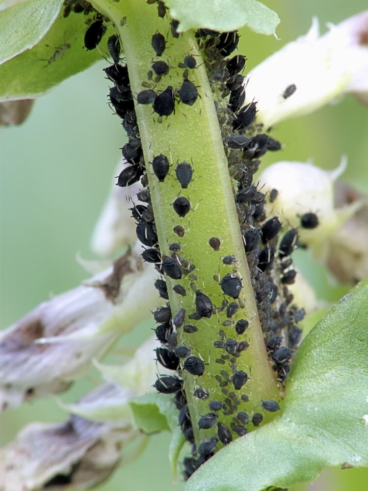 Zwarte beestjes op plant - zwarte-beestjes-bonenluis