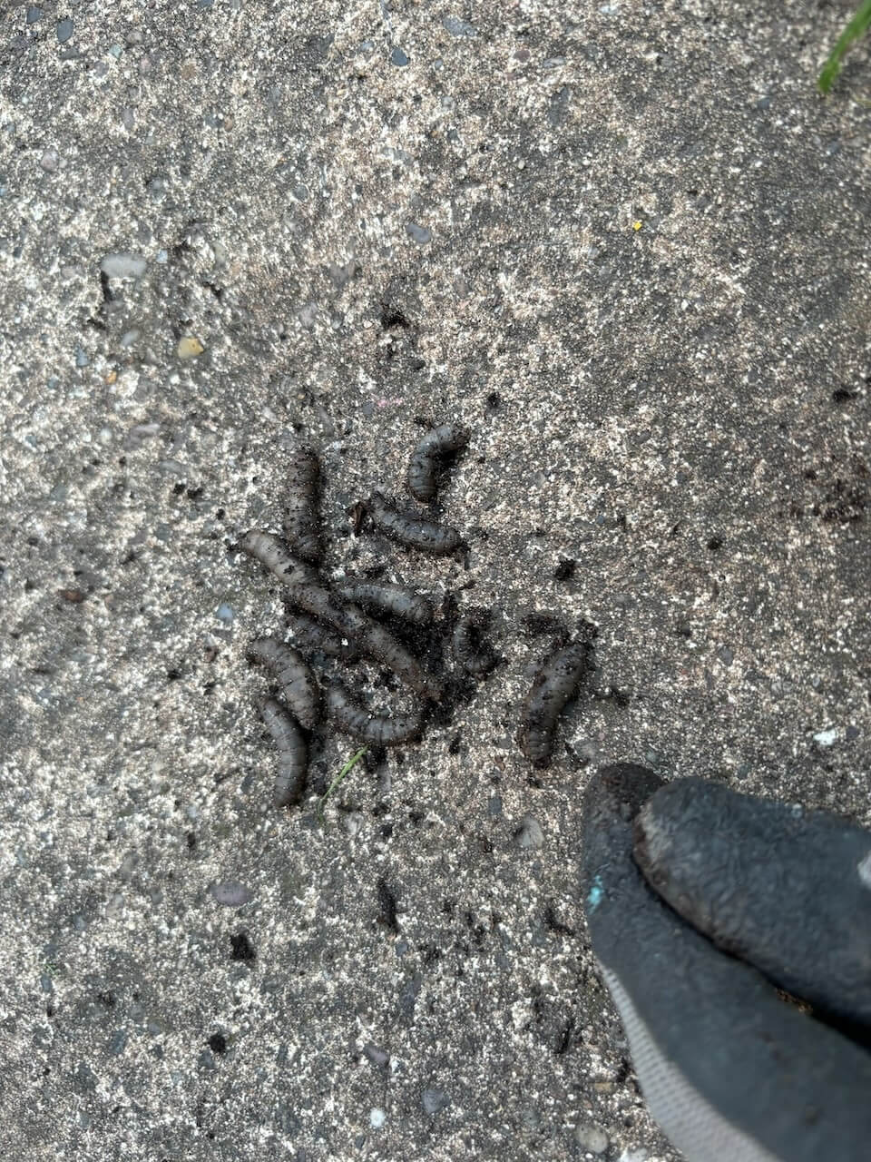 Zwarte wormen in tuin - Emelten