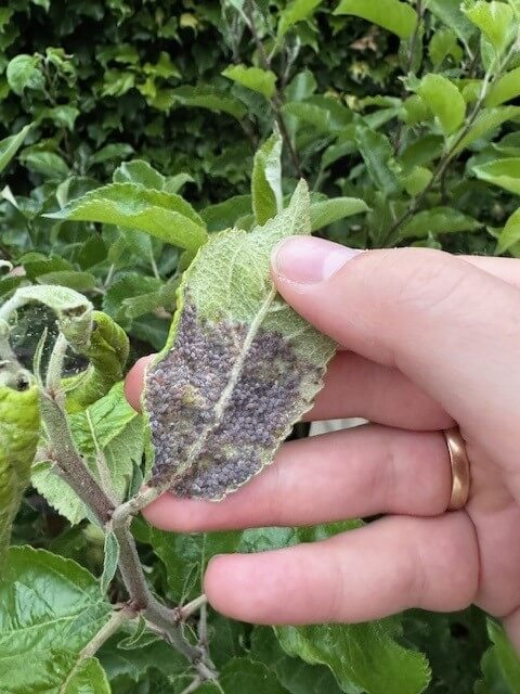 Zwarte wormen in tuin - luizen-appelboom