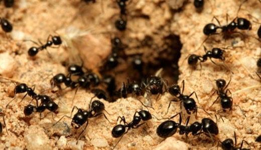 Zwarte wormen in tuin - mieren(1)