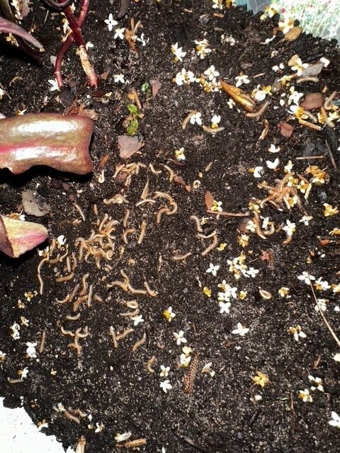 Zwarte wormen in tuin - miljoenpoot(1)