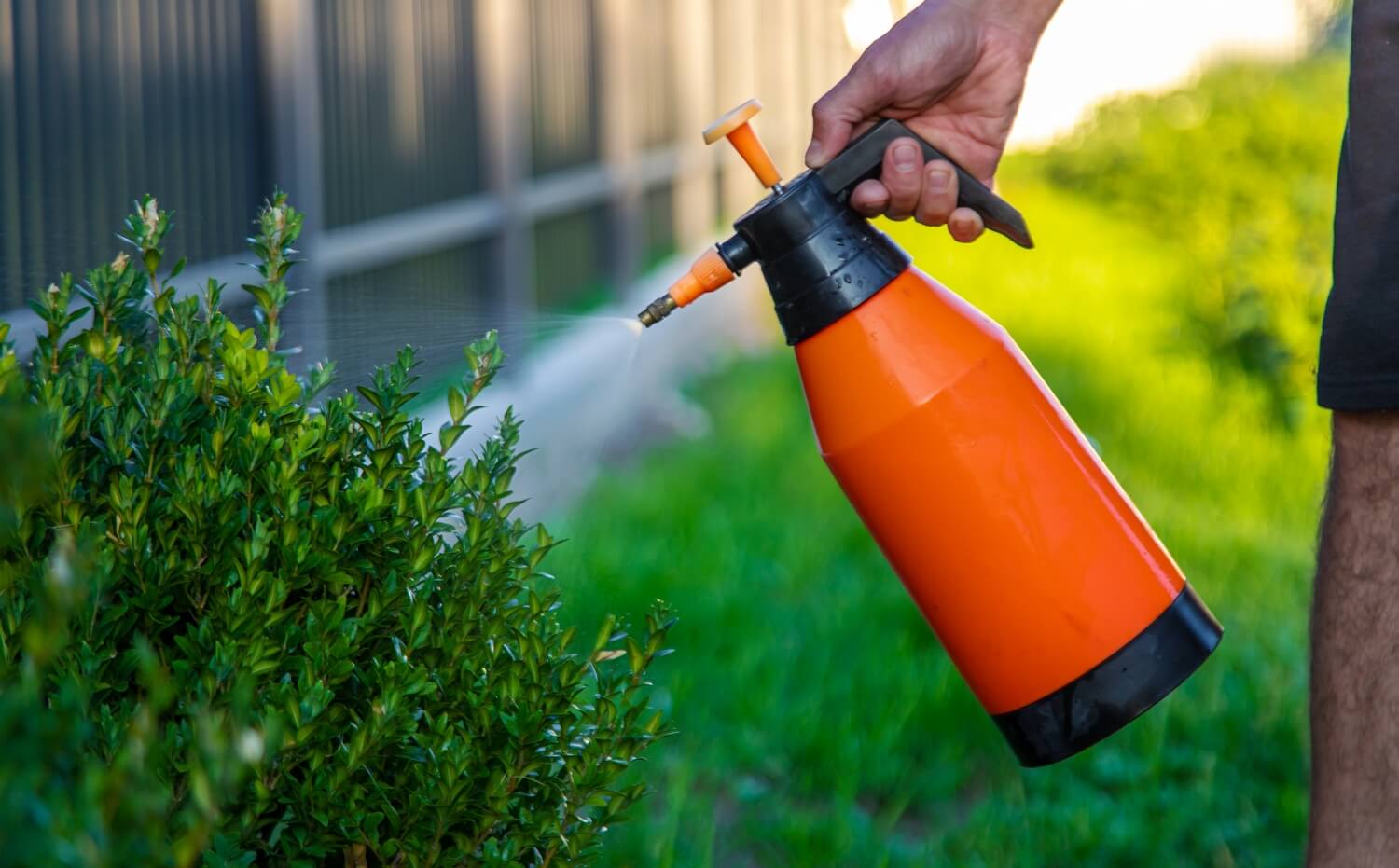 Zwarte wormen in tuin - shutterstock_2419593095